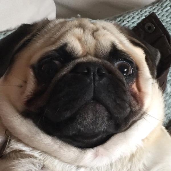 /Images/uploads/PUG NATION RESCUE OF LOS ANGELES/pugnationcalendar/entries/2311thumb.jpg